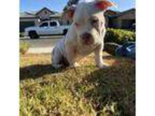 American Bulldog Puppy for sale in Bakersfield, CA, USA