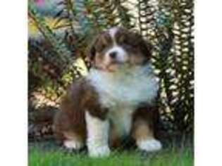 Miniature Australian Shepherd Puppy for sale in Kalama, WA, USA