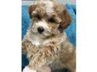 Mutt Puppy for sale in Taylors, SC, USA