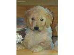 Goldendoodle Puppy for sale in Lowell, AR, USA