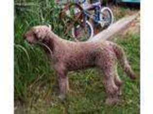 Labradoodle Puppy for sale in Rushville, IN, USA
