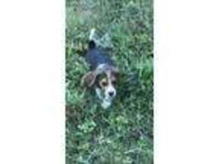 Beagle Puppy for sale in Booneville, AR, USA