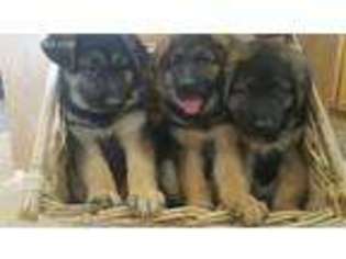 German Shepherd Dog Puppy for sale in Yoder, CO, USA