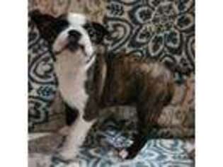 Boston Terrier Puppy for sale in Villa Rica, GA, USA