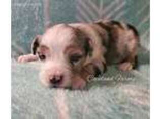 Miniature Australian Shepherd Puppy for sale in Grand Saline, TX, USA
