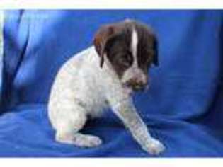 German Wirehaired Pointer Puppy for sale in Willmar, MN, USA