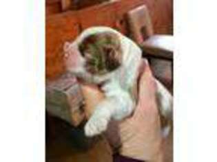 Cocker Spaniel Puppy for sale in Eatonton, GA, USA