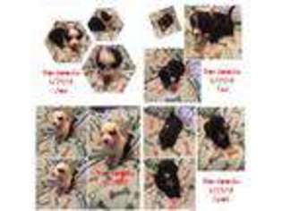 Border Collie Puppy for sale in San Antonio, TX, USA