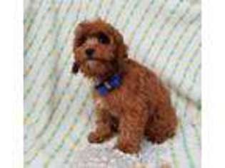 Cavapoo Puppy for sale in Henagar, AL, USA