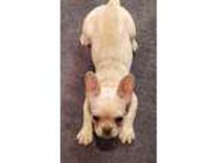 French Bulldog Puppy for sale in Annville, PA, USA