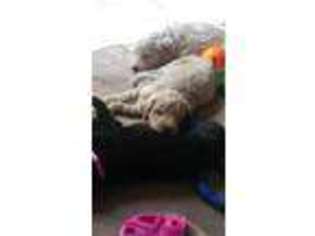 Goldendoodle Puppy for sale in Port Orchard, WA, USA