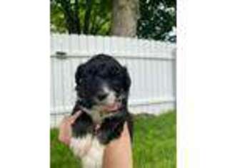 Mutt Puppy for sale in Louisville, KY, USA