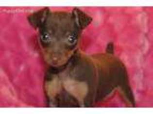 Harlequin Pinscher Puppy for sale in Glen Allen, VA, USA