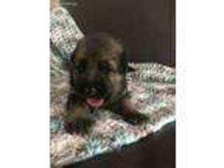 German Shepherd Dog Puppy for sale in Independence, KY, USA