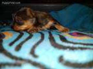 Yorkshire Terrier Puppy for sale in Munford, AL, USA