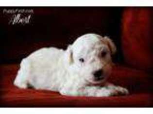 Mutt Puppy for sale in Brownsville, OR, USA