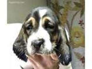 Basset Hound Puppy for sale in Urbana, OH, USA