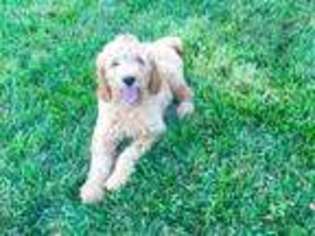 Goldendoodle Puppy for sale in Camden, OH, USA