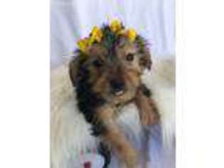 Yorkshire Terrier Puppy for sale in Sanger, CA, USA