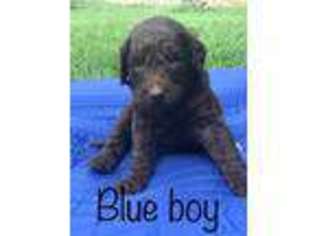 Labradoodle Puppy for sale in Rock Hill, SC, USA