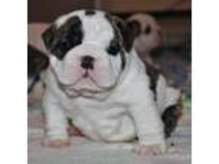 Bulldog Puppy for sale in Metairie, LA, USA