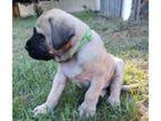 Mastiff Puppy for sale in Brunswick, GA, USA