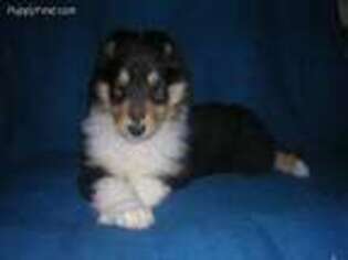Collie Puppy for sale in Solon, ME, USA