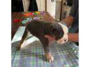 Olde English Bulldogge Puppy for sale in Cassatt, SC, USA