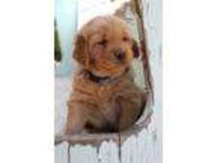 Golden Retriever Puppy for sale in Mesquite, NM, USA