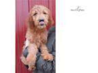 Goldendoodle Puppy for sale in Joplin, MO, USA