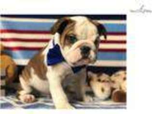 Bulldog Puppy for sale in Lancaster, PA, USA