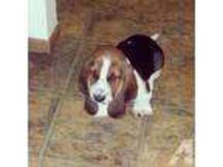 Basset Hound Puppy for sale in HILLIARD, OH, USA