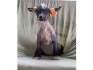 Chinese Crested Puppy for sale in Campbellsville, KY, USA