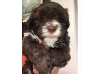 Havanese Puppy for sale in Ocoee, FL, USA