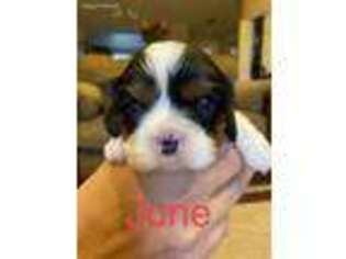 Cavalier King Charles Spaniel Puppy for sale in Battle Ground, WA, USA