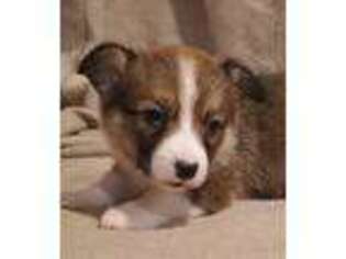 Pembroke Welsh Corgi Puppy for sale in Dallas, TX, USA