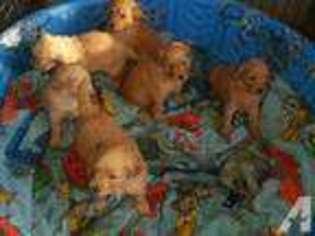 Goldendoodle Puppy for sale in MORGAN HILL, CA, USA