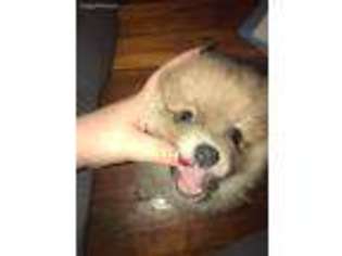 Pomeranian Puppy for sale in Kittanning, PA, USA