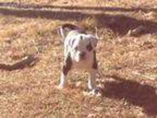 Alapaha Blue Blood Bulldog Puppy for sale in Marthasville, MO, USA