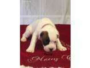 Boxer Puppy for sale in Wilkesboro, NC, USA