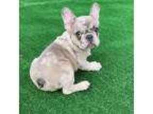 French Bulldog Puppy for sale in Pembroke Pines, FL, USA