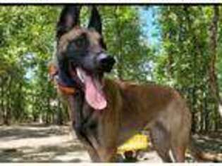 Belgian Malinois Puppy for sale in Lyles, TN, USA