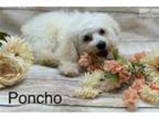 Bichon Frise Puppy for sale in Little Rock, AR, USA