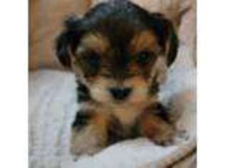 Yorkshire Terrier Puppy for sale in Meriden, CT, USA