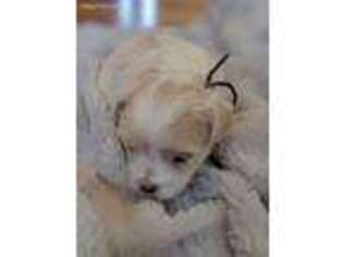 Maltese Puppy for sale in Lynden, WA, USA