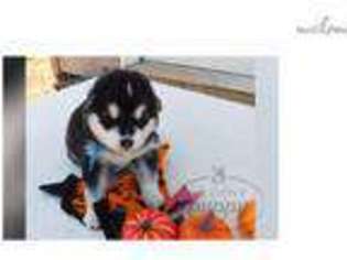 Alaskan Malamute Puppy for sale in Joplin, MO, USA
