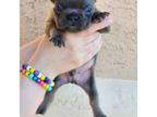 French Bulldog Puppy for sale in Florence, AZ, USA