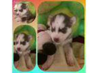 Siberian Husky Puppy for sale in Gladstone, NM, USA