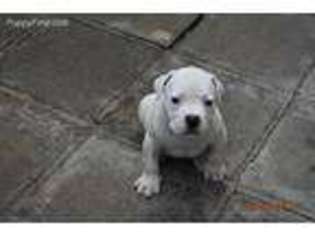 American Bulldog Puppy for sale in Belvidere, TN, USA