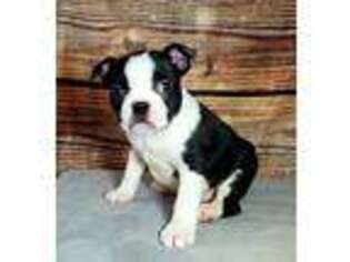 Boston Terrier Puppy for sale in Arthur, IL, USA